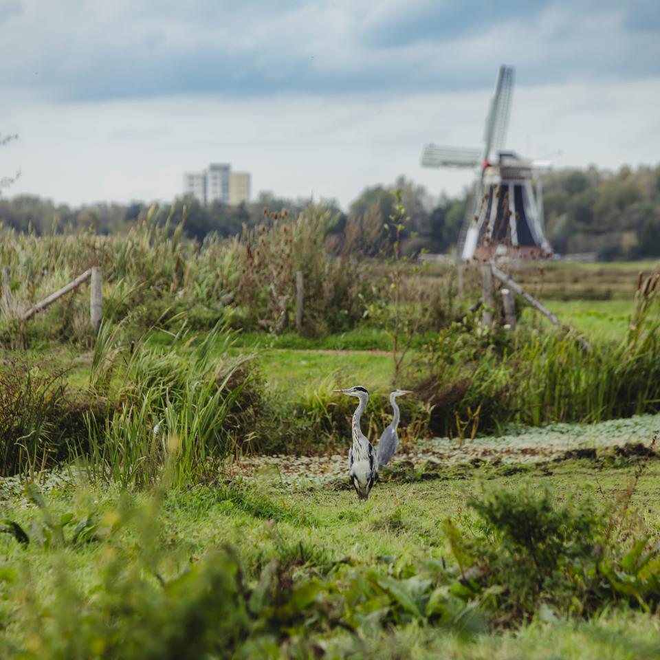 Reigers in de natuur bij molen